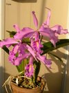 Cattleya maxima